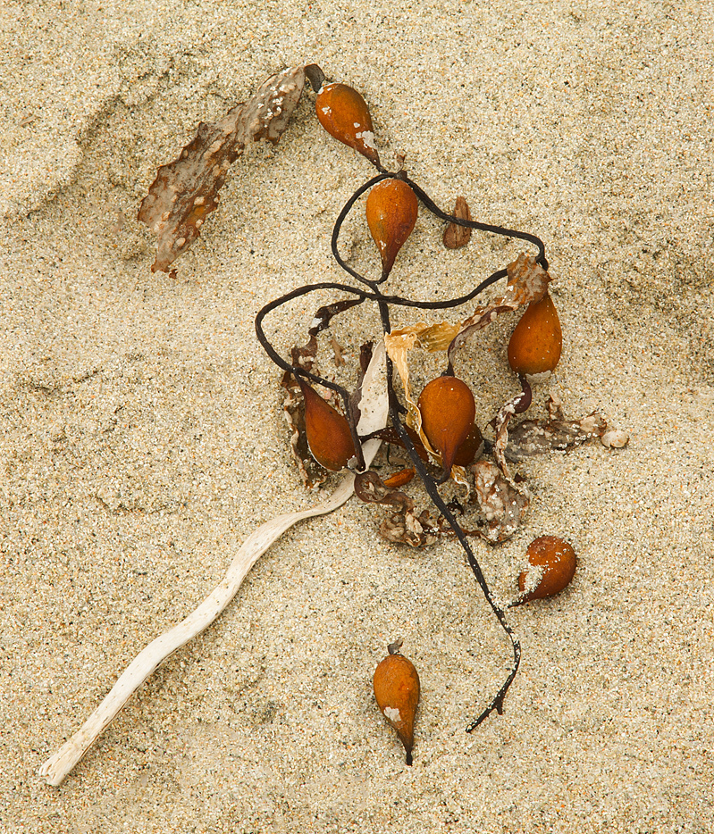 Kelp Pearls - Morley's Beach, Ca