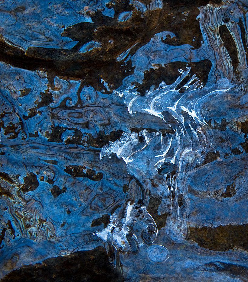 Ice Raptors - Radnor Lake/Nashville