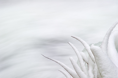 Snow Plant, Tn