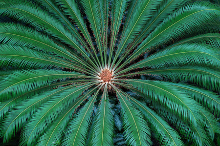 Heart of Palm - Opryland Hotel