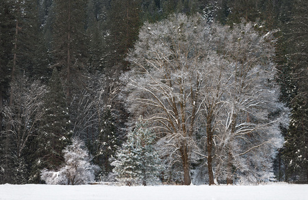 El Capitan Meadow